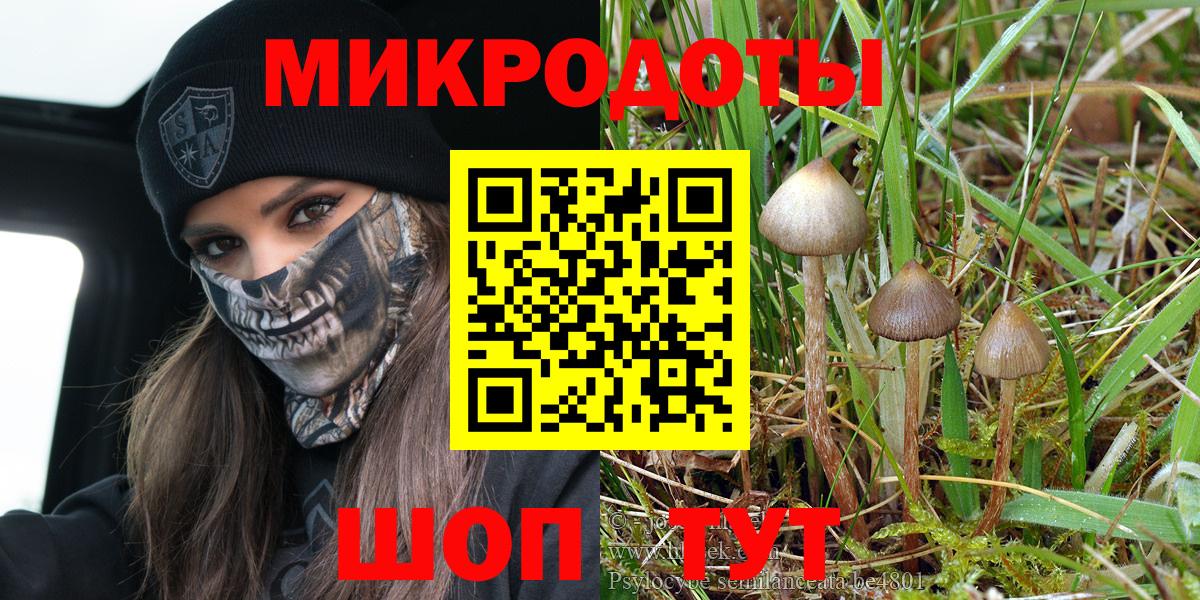 Псилоцибиновые грибы Psilocybe Родники